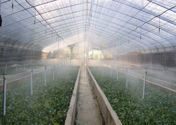 倒挂式微喷实景图