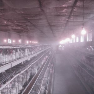 养殖喷雾消毒/养殖喷雾降温